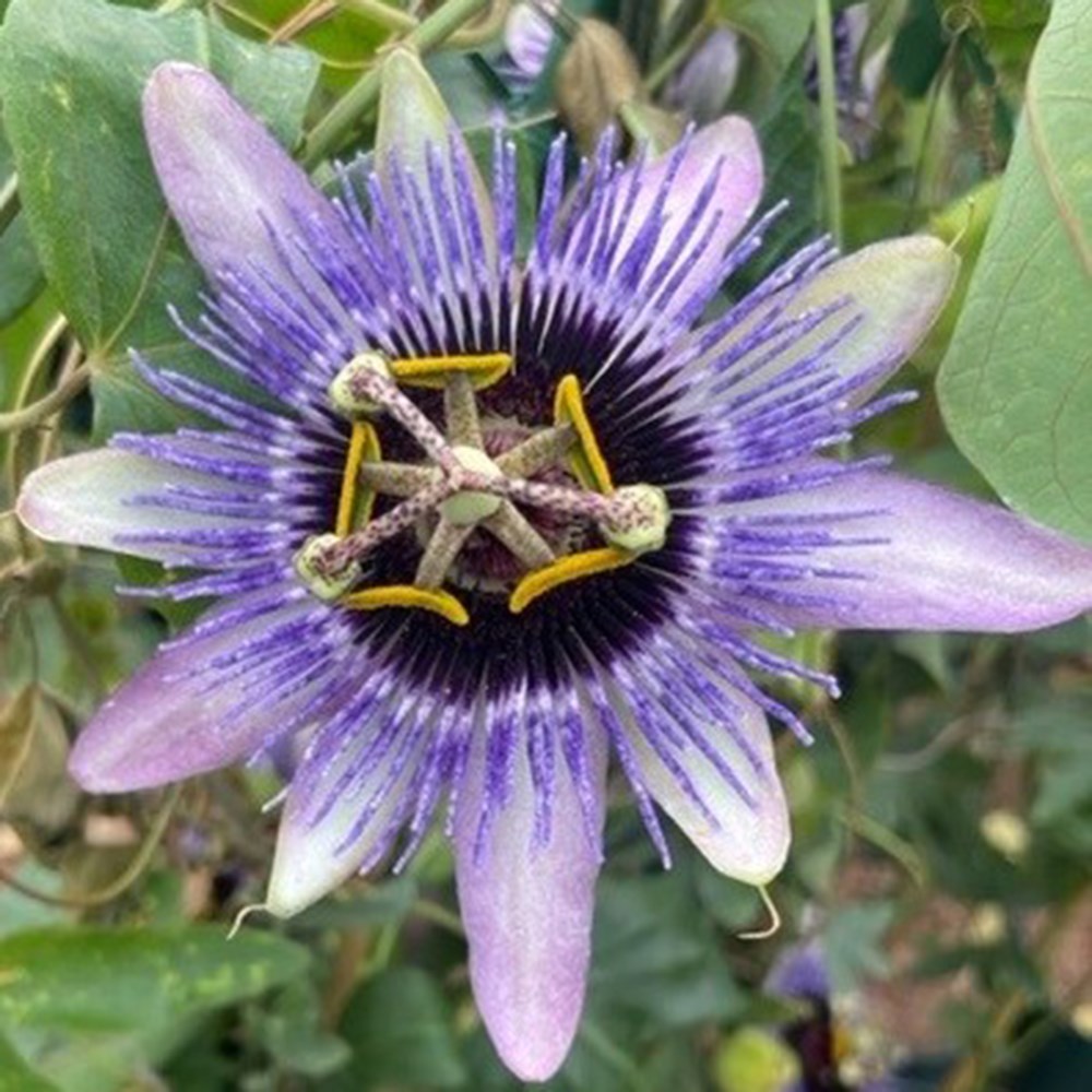 <i>Passiflora</i> 'Damsel's Delight'