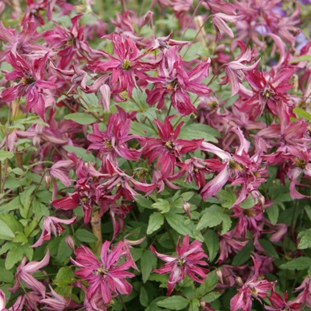 <i>Clematis</i> <b class=small-caps>Rosalyn</b> ('Zo09087') (PBR)