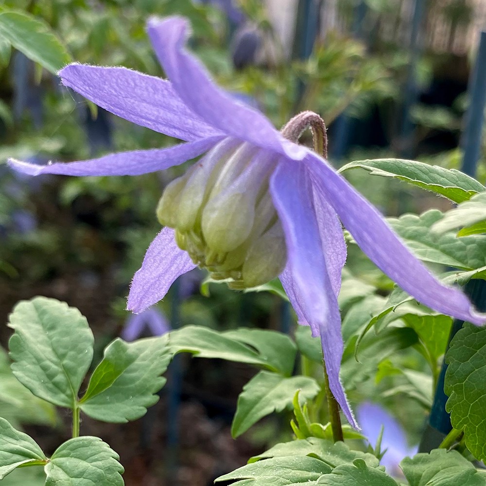 <i>Clematis</i> 'Blue Dancer'