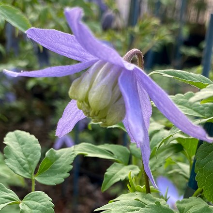 Clematis Blue Dancer