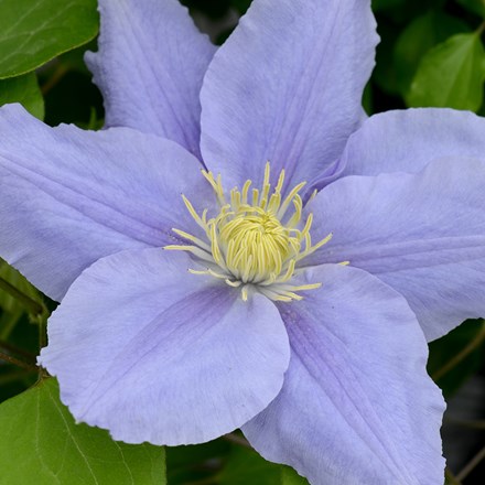 Clematis Zara ('Evipo062') (PBR) (Boulevard Series)