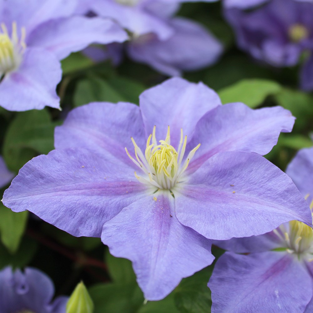 <i>Clematis</i> <b class=small-caps>Zara</b> ('Evipo062') (PBR) (Boulevard Series)
