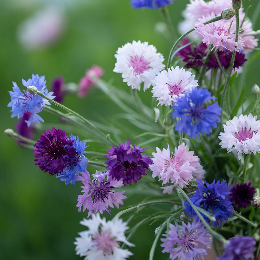 <i>Centaurea cyanus</i> 'Polka Dot Series'