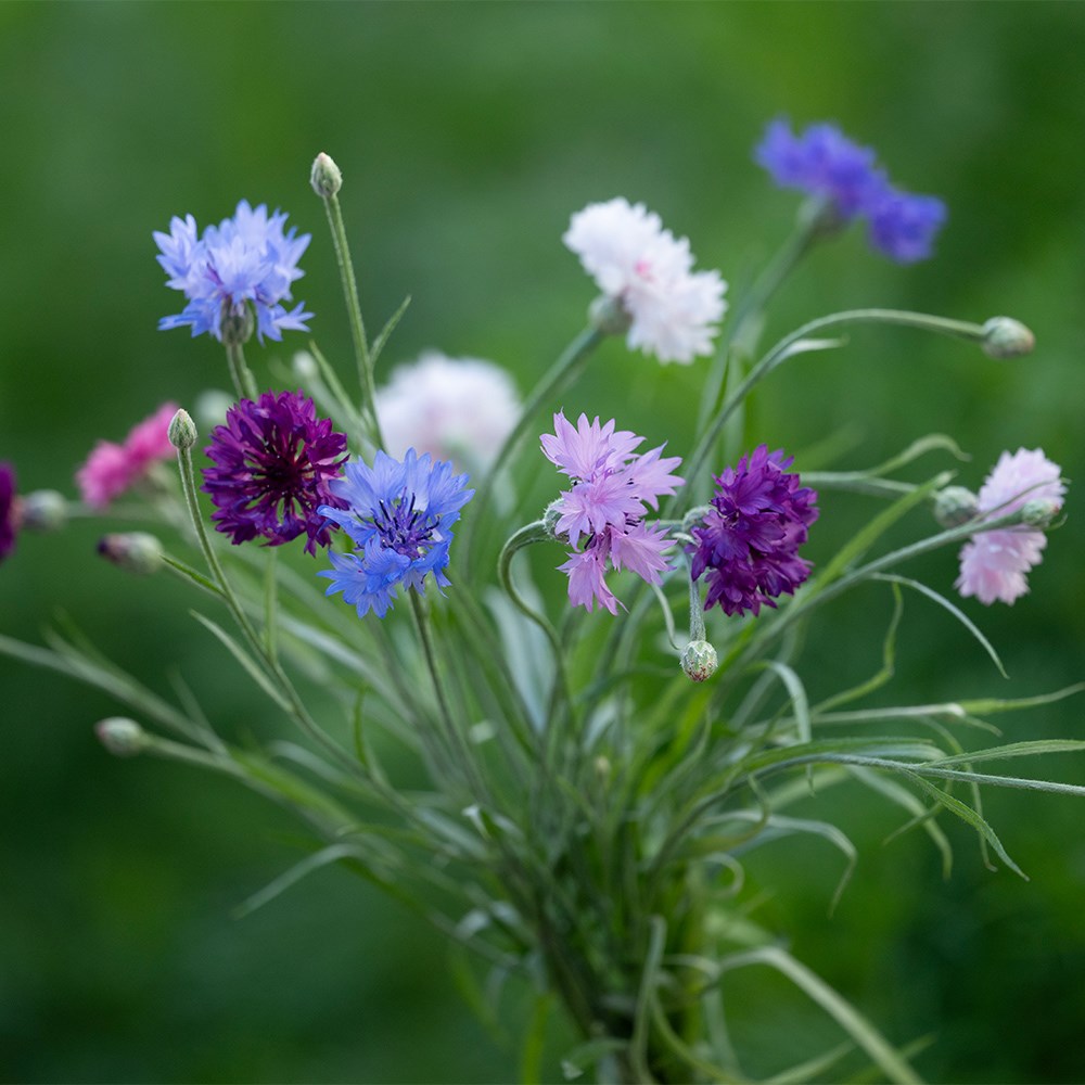 <i>Centaurea cyanus</i> 'Polka Dot Series'