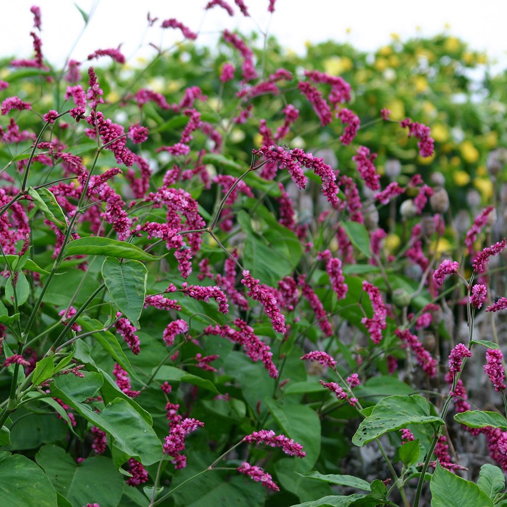 <i>Persicaria orientalis</i> 'Cerise Pearls'