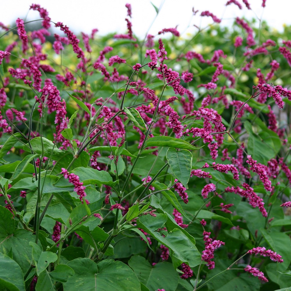 <i>Persicaria orientalis</i> 'Cerise Pearls'