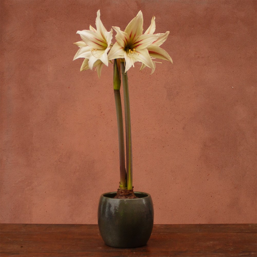 <i>Hippeastrum</i> '(Diamond Group) Green Magic'