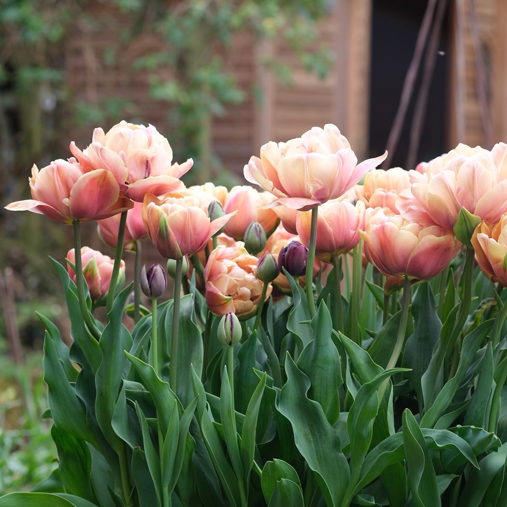 The Garden Gate black forest tulip collection