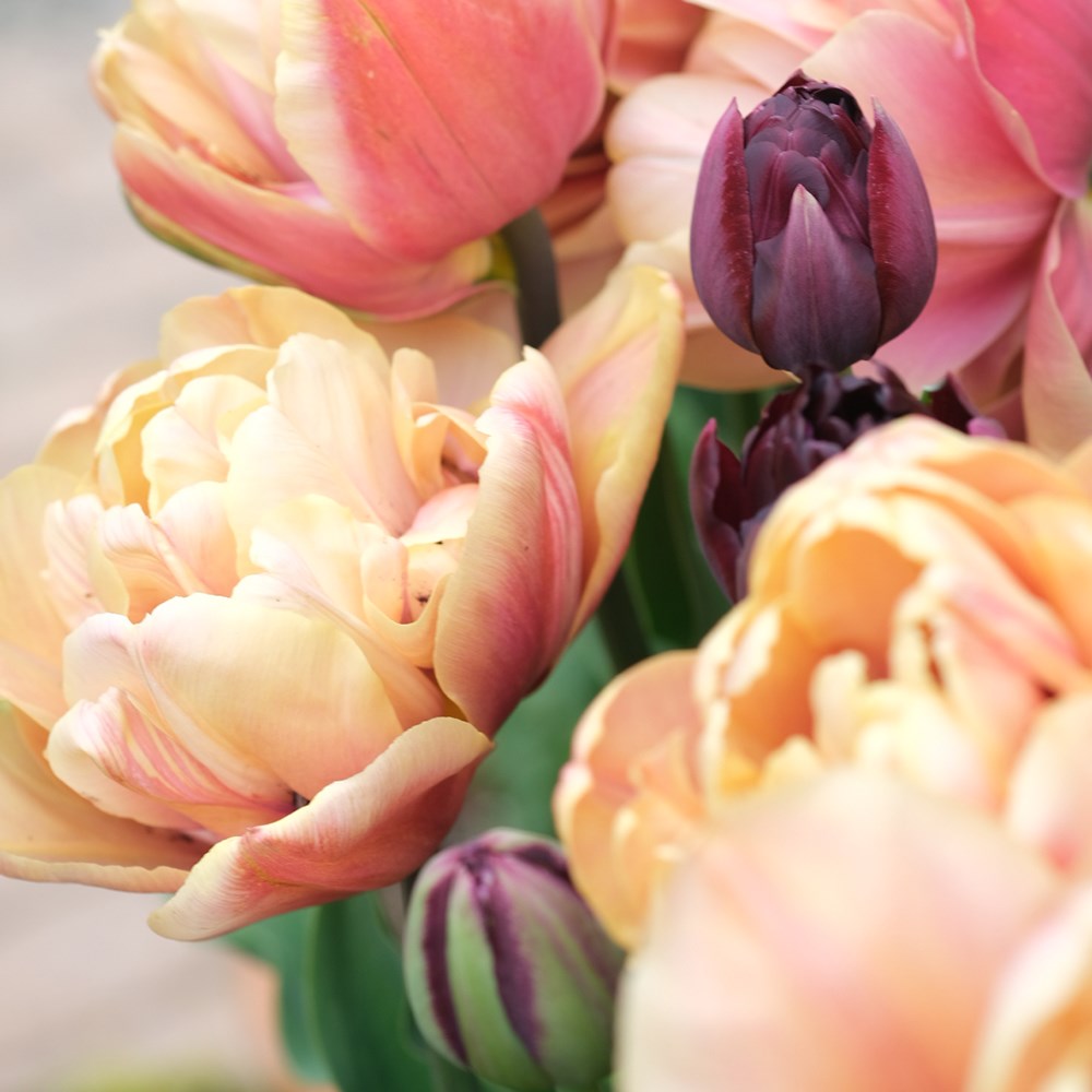 The Garden Gate black forest tulip collection