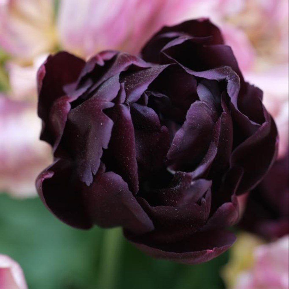 The Garden Gate black forest tulip collection