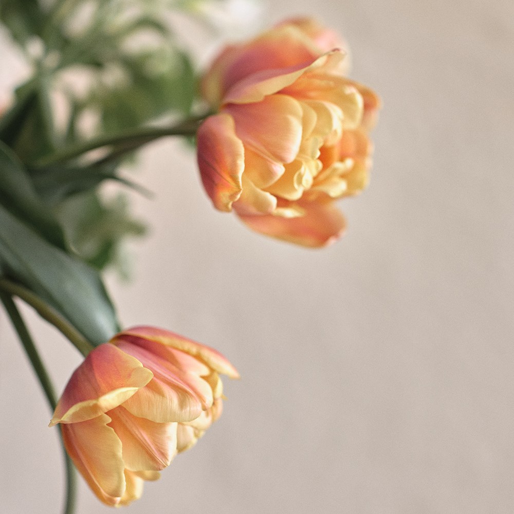 The Garden Gate black forest tulip collection