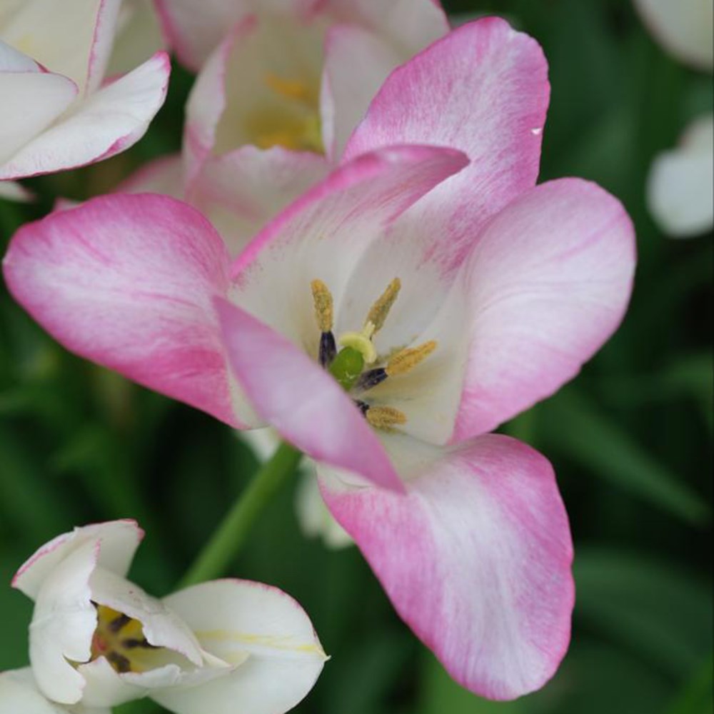 The Garden Gate blackcurrant ripple tulip collection
