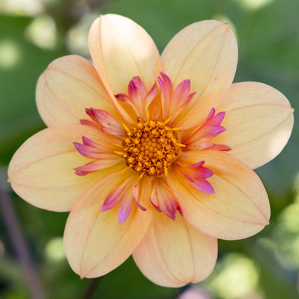 <i>Dahlia</i> 'Kelsey Annie Joy'