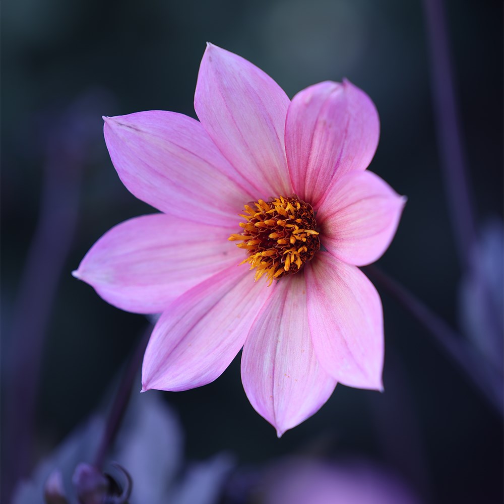 <i>Dahlia</i> 'Hawaiian Sunrise'