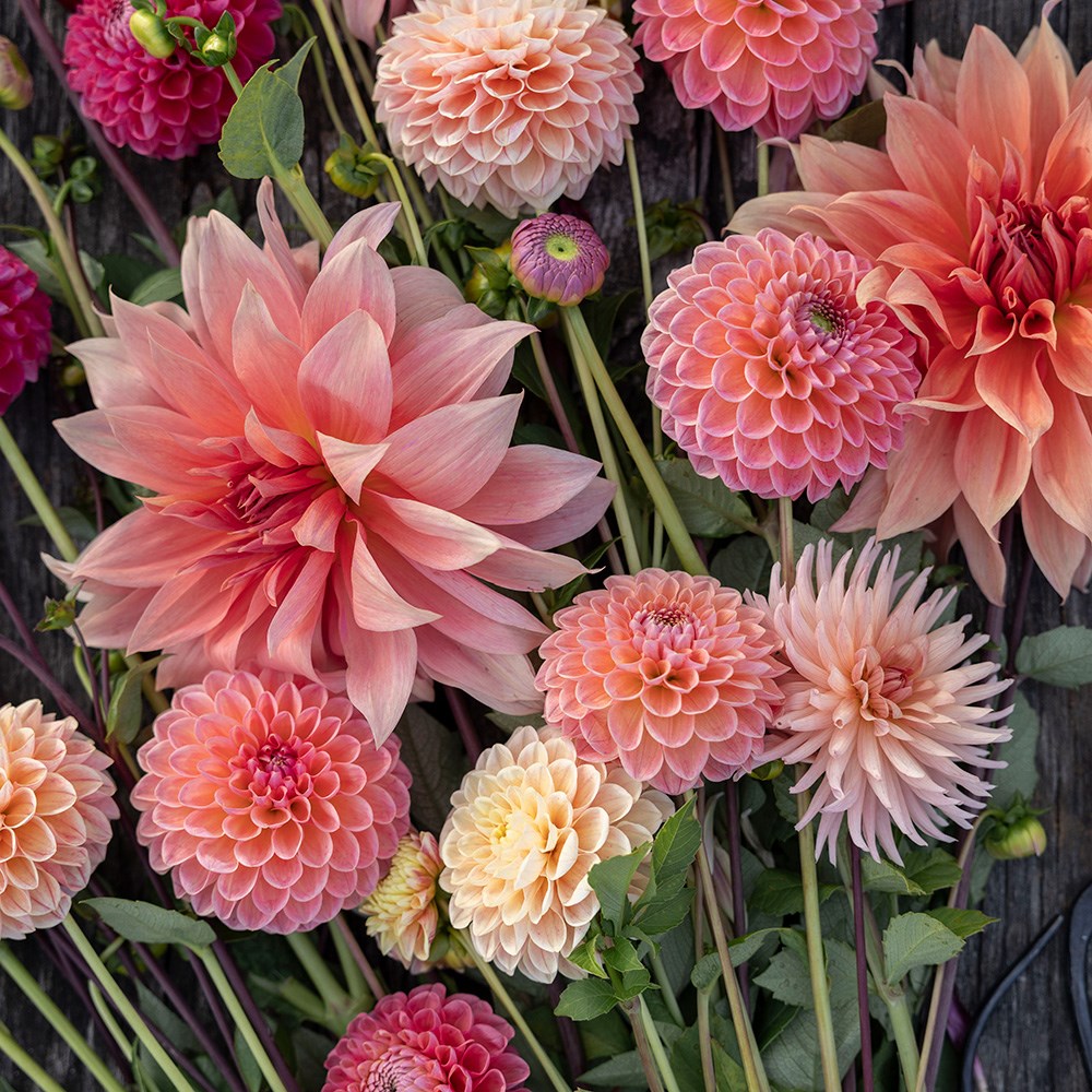 Antique peach dahlia collection