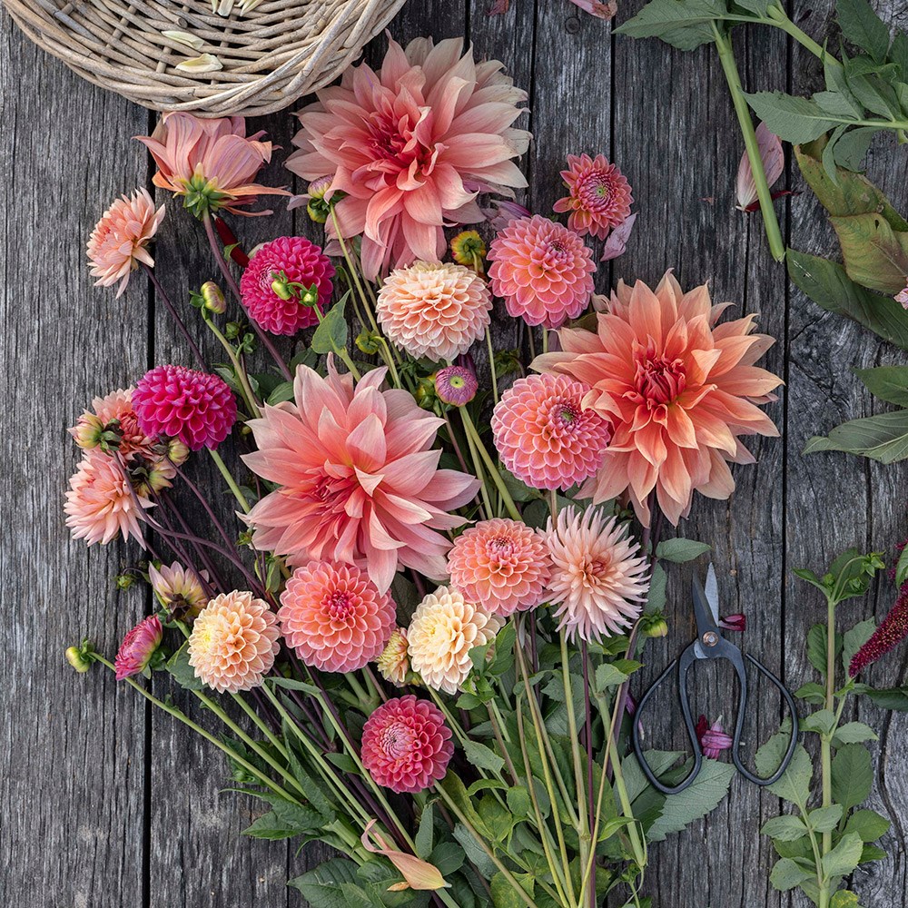 Antique peach dahlia collection