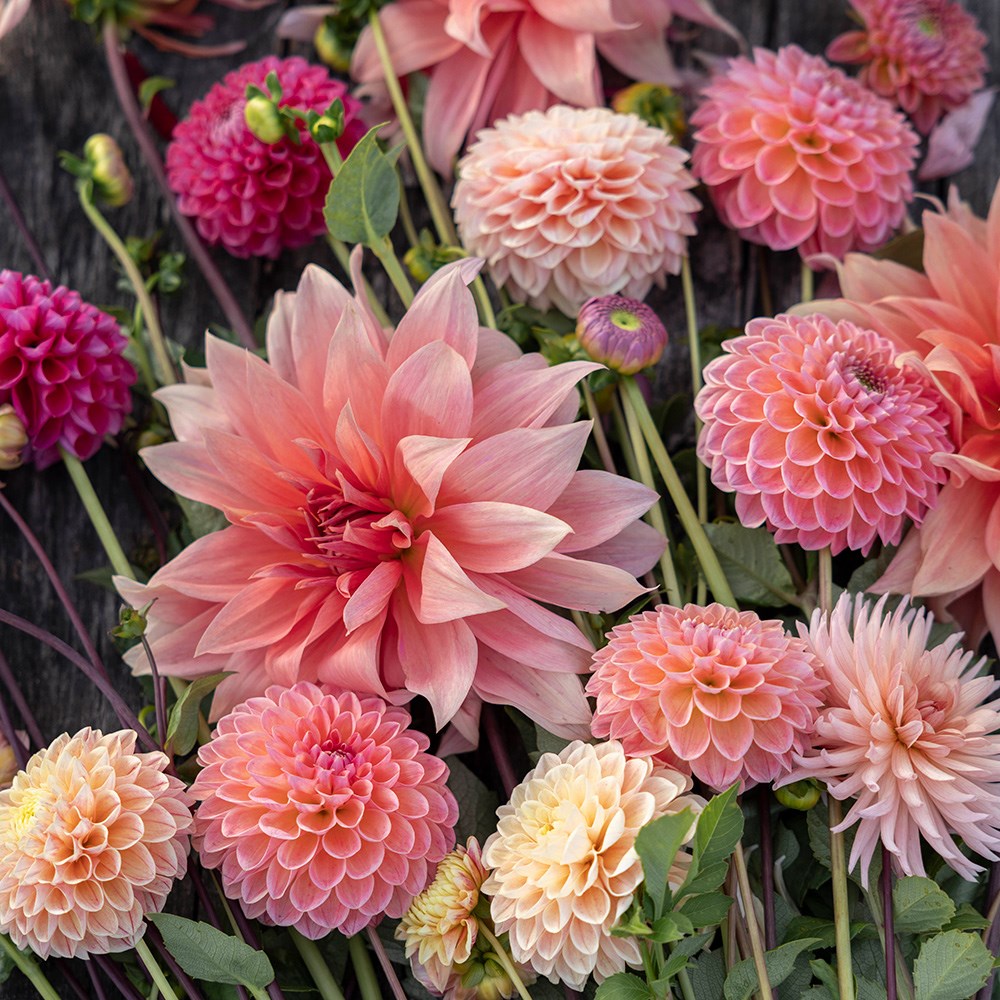 Antique peach dahlia collection