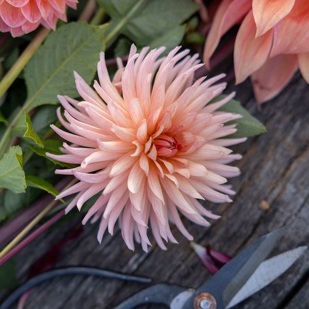 Antique peach dahlia collection