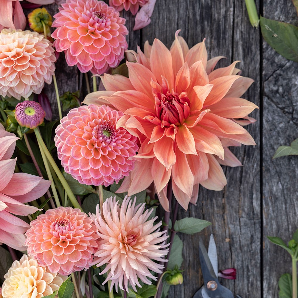 Antique peach dahlia collection