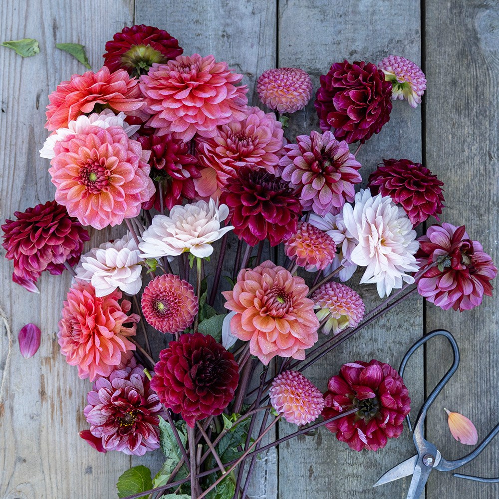 Berry dahlia collection