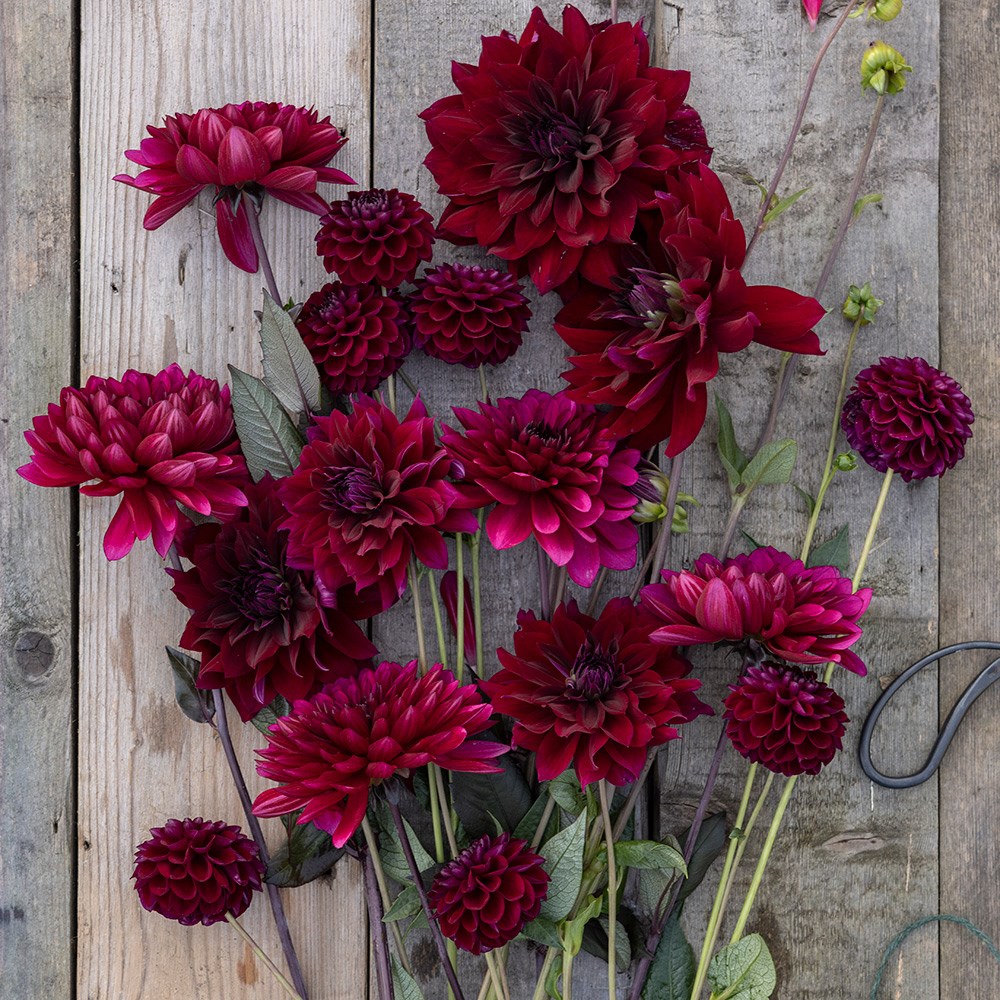 Bruised dahlia collection