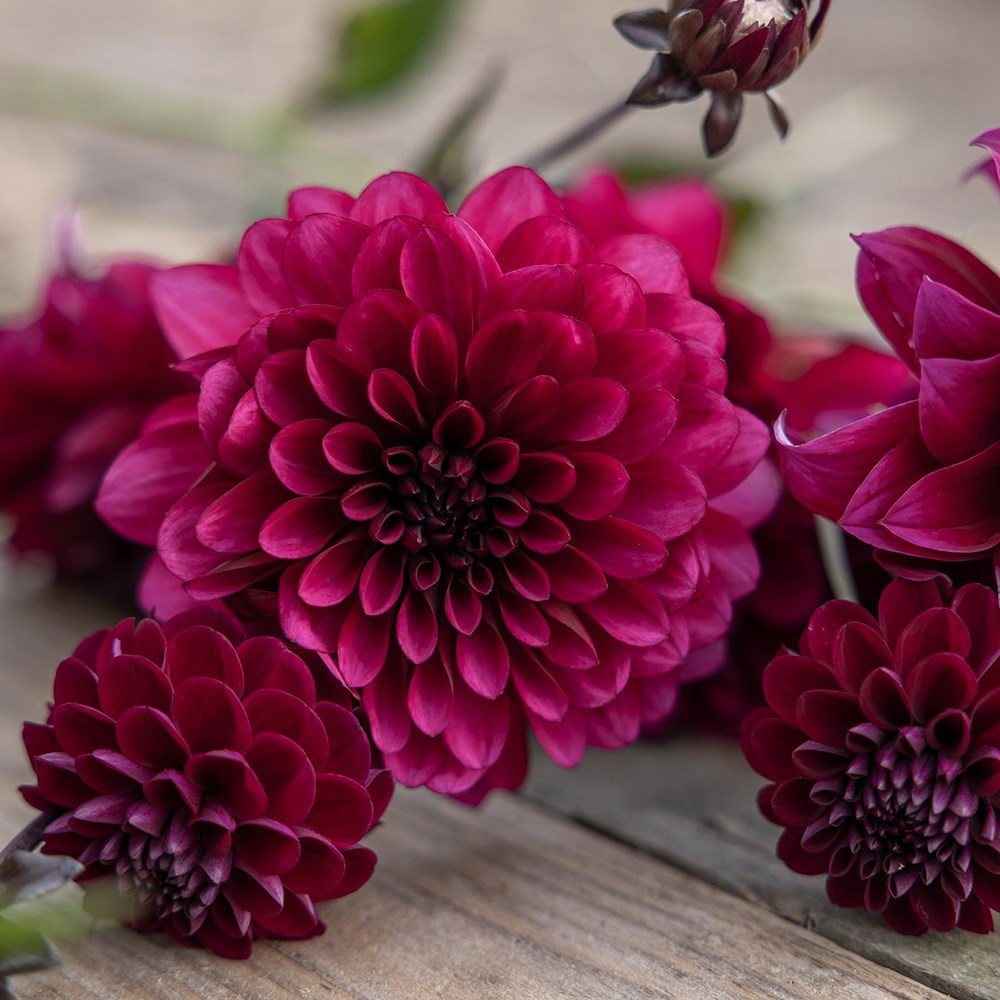 Bruised dahlia collection