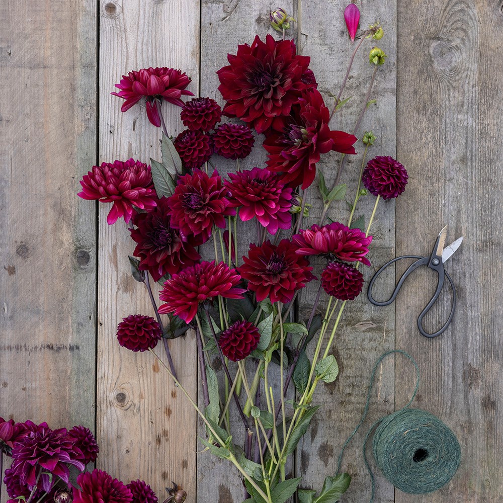 Bruised dahlia collection