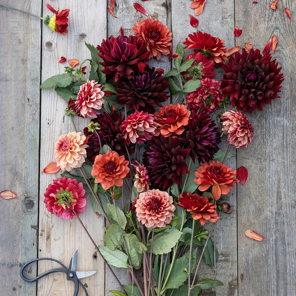Burnt orange dahlia collection