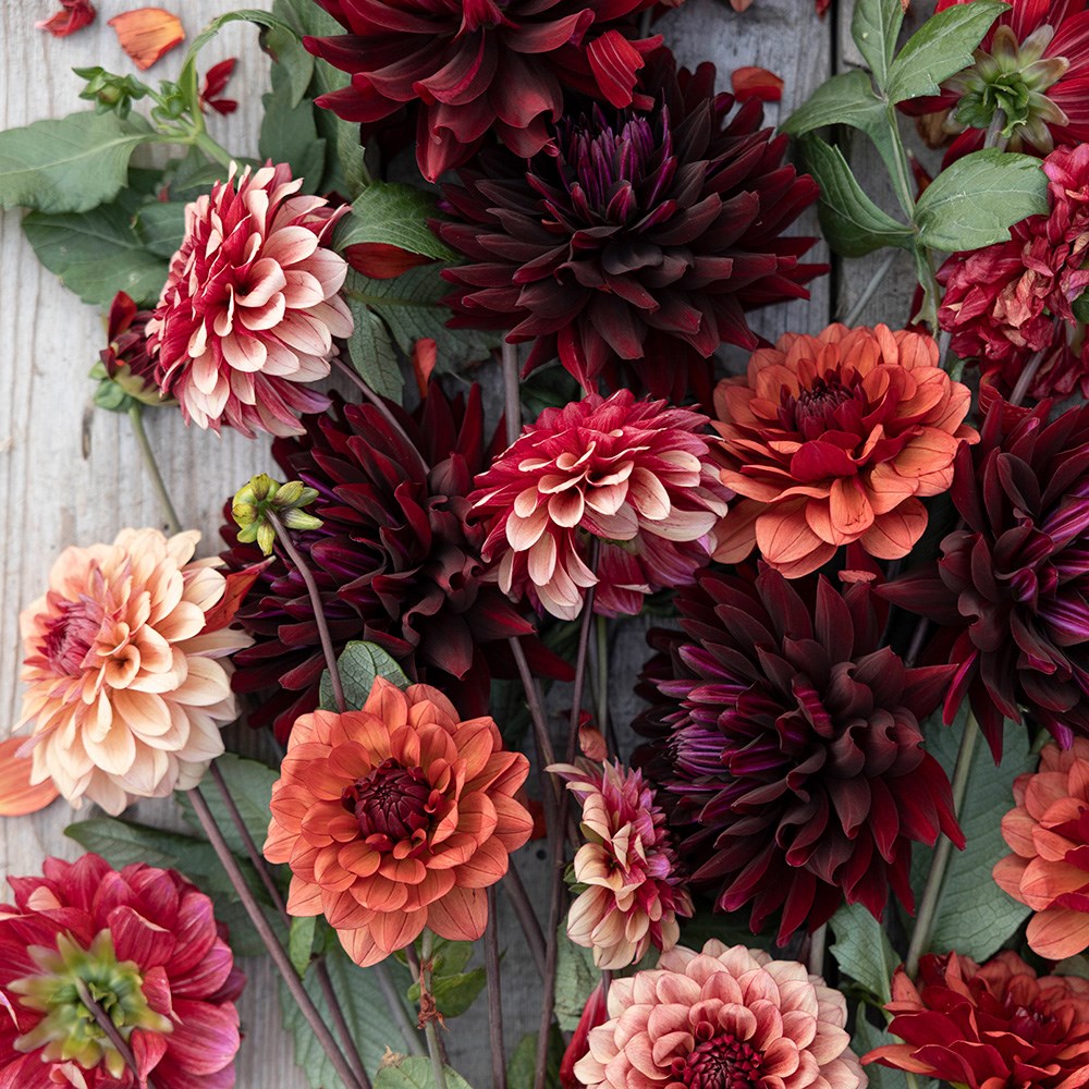 Burnt orange dahlia collection