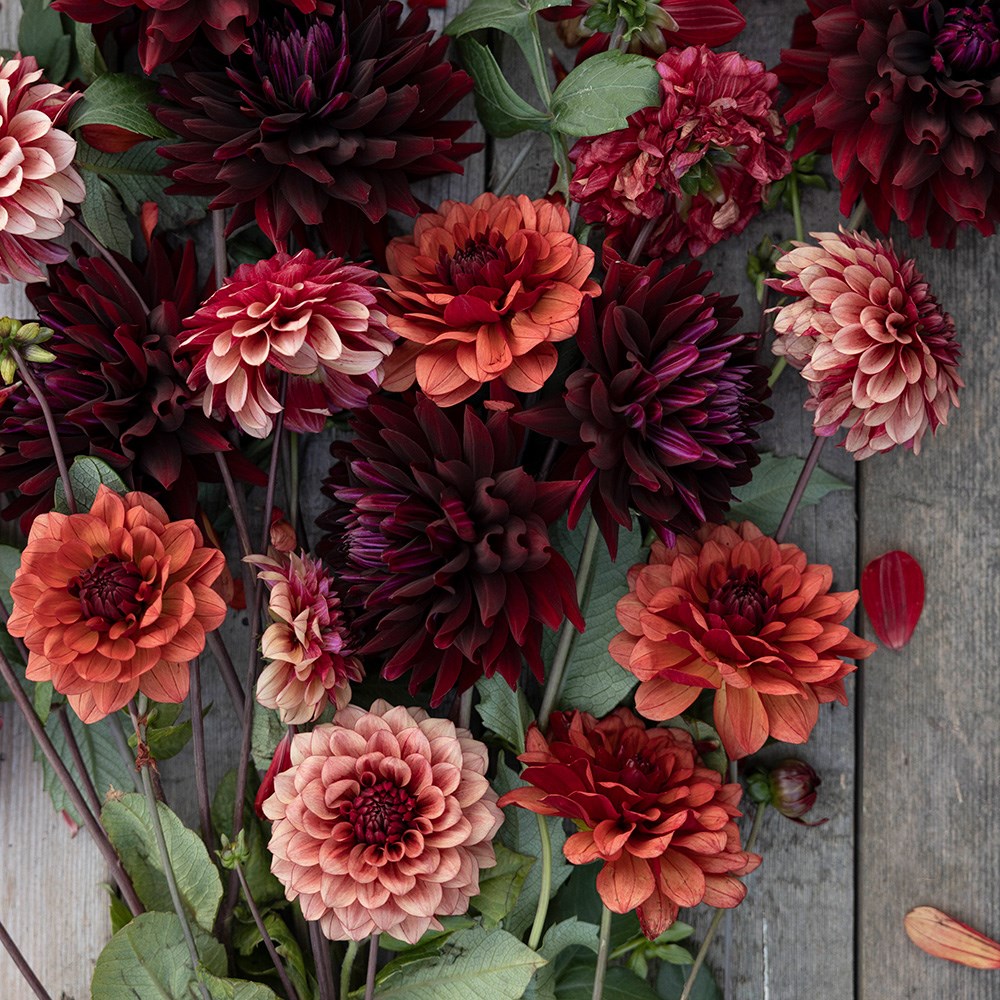 Burnt orange dahlia collection