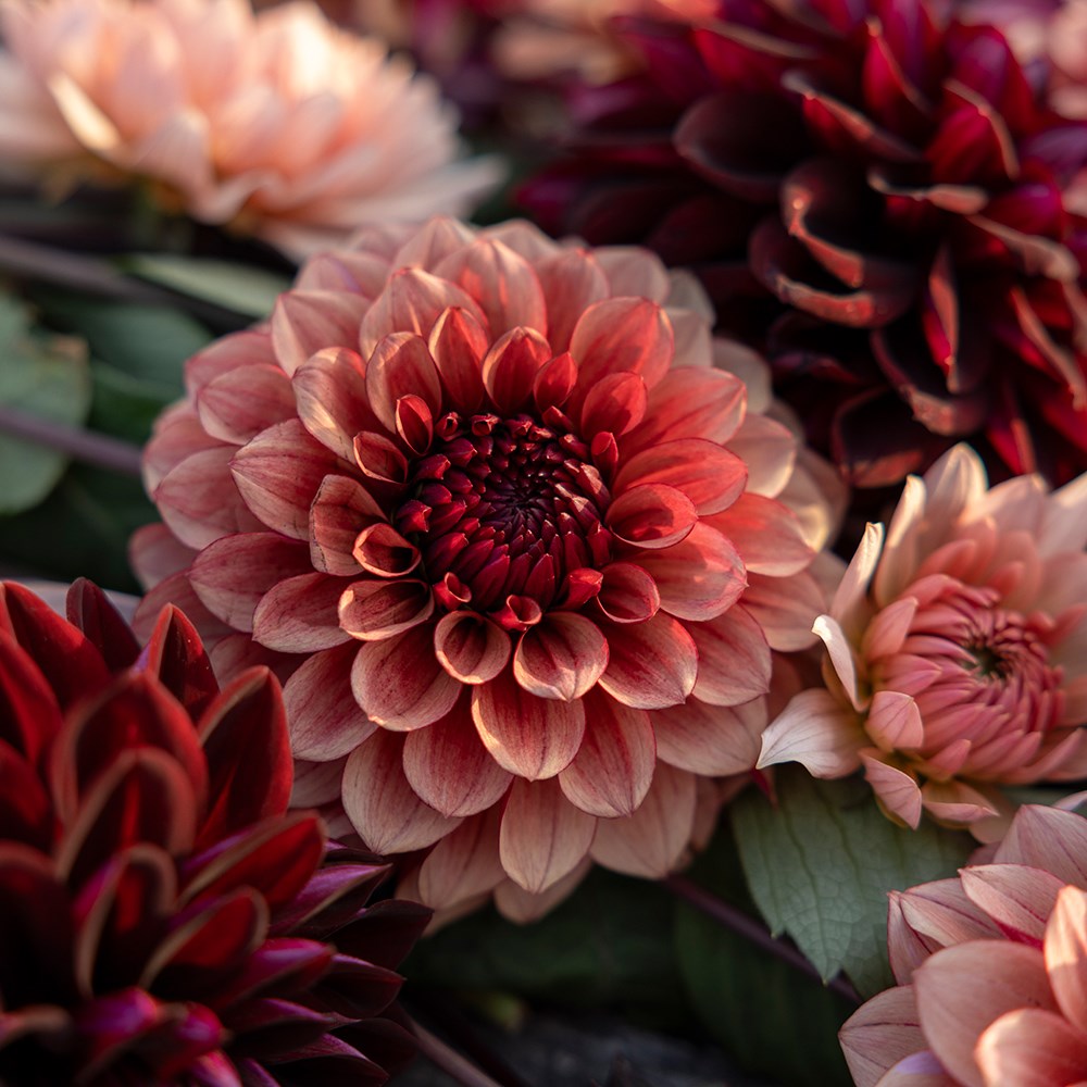 Burnt sugar dahlia collection