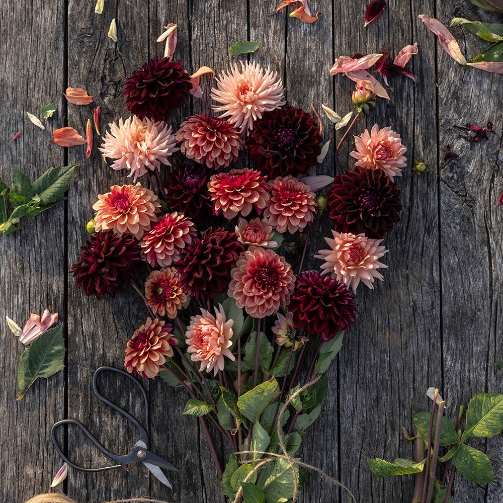 Burnt sugar dahlia collection