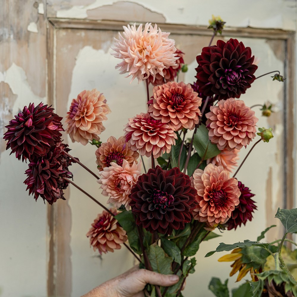 Burnt sugar dahlia collection