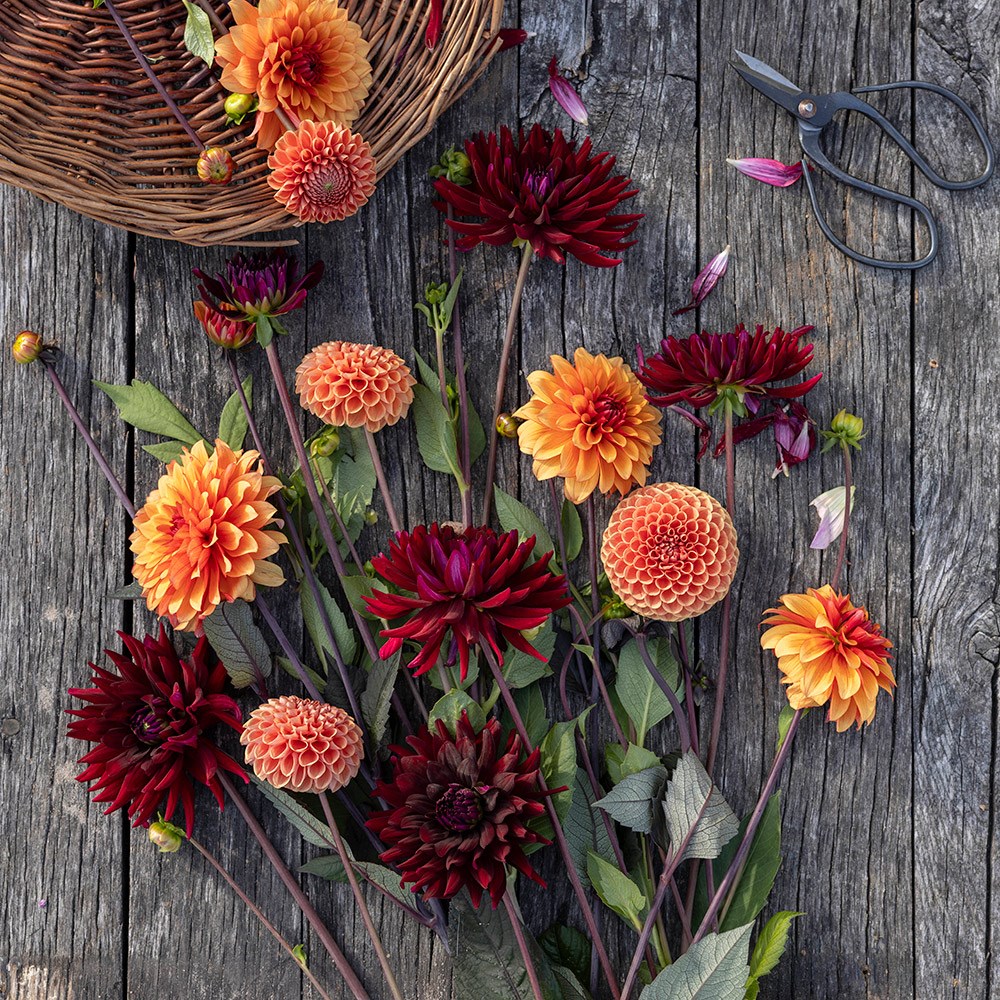 Chocolate orange dahlia collection