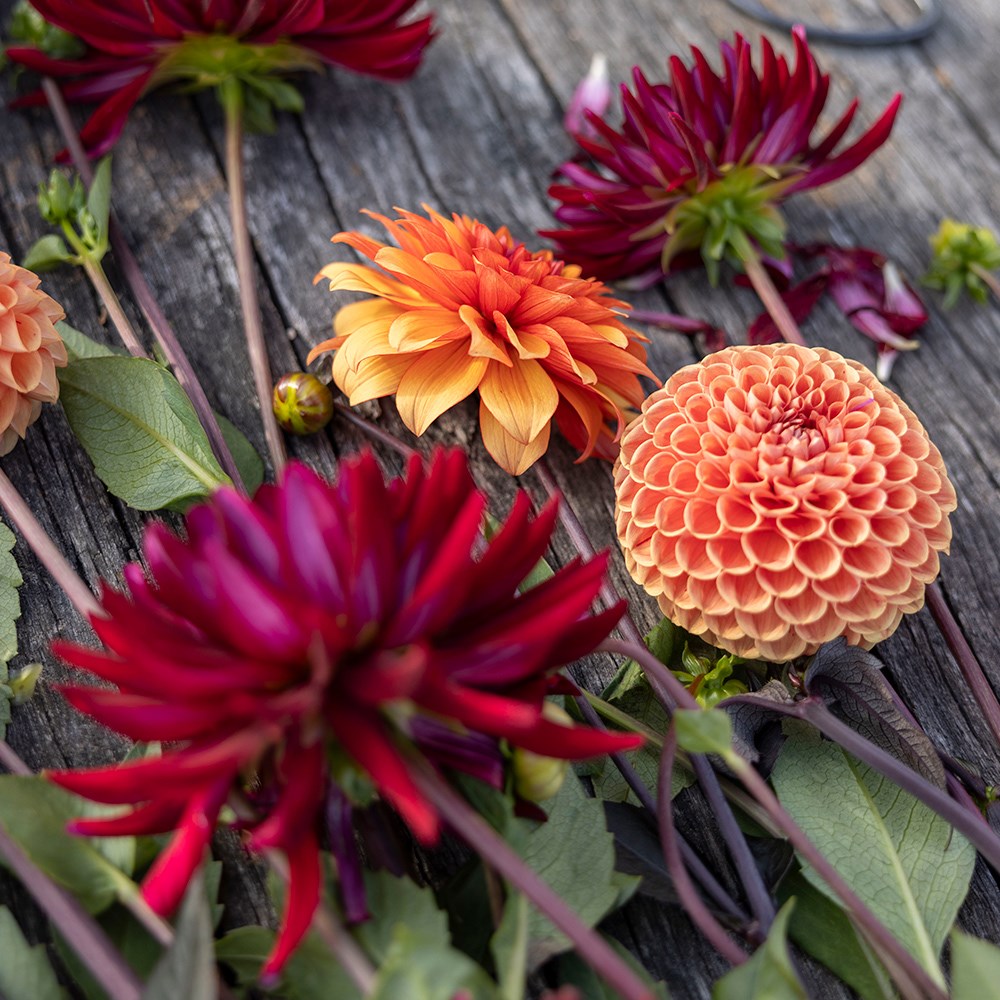 Chocolate orange dahlia collection