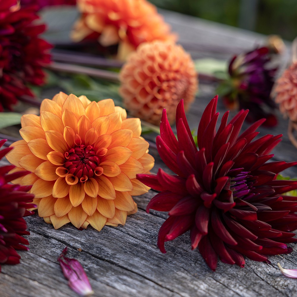 Chocolate orange dahlia collection