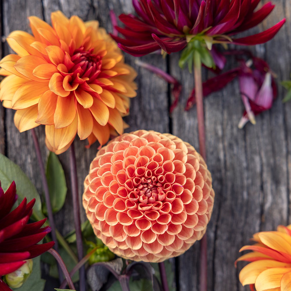 Chocolate orange dahlia collection