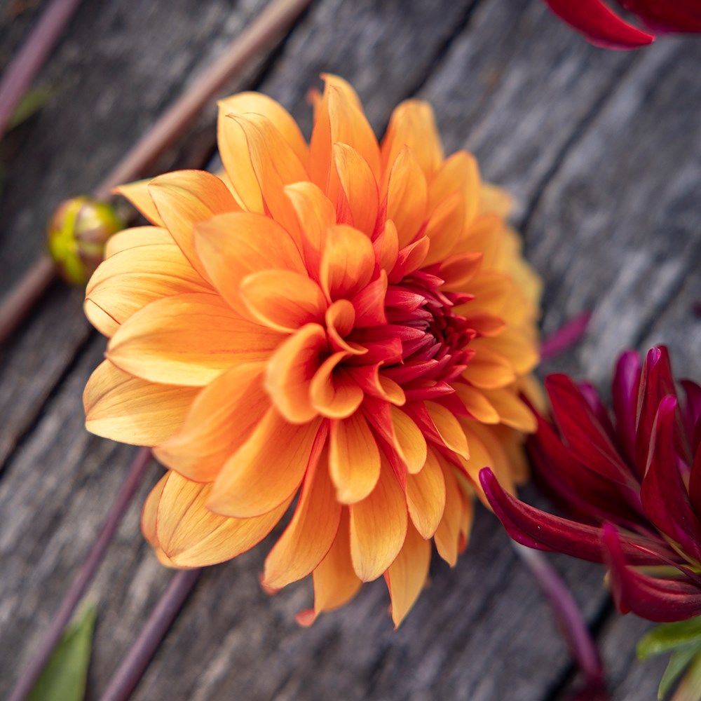 Chocolate orange dahlia collection
