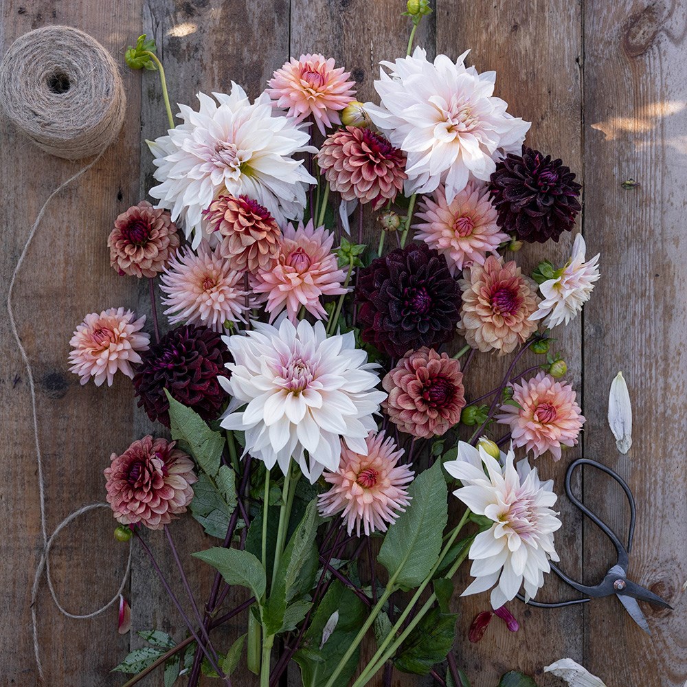 Coffee & cream dahlia collection