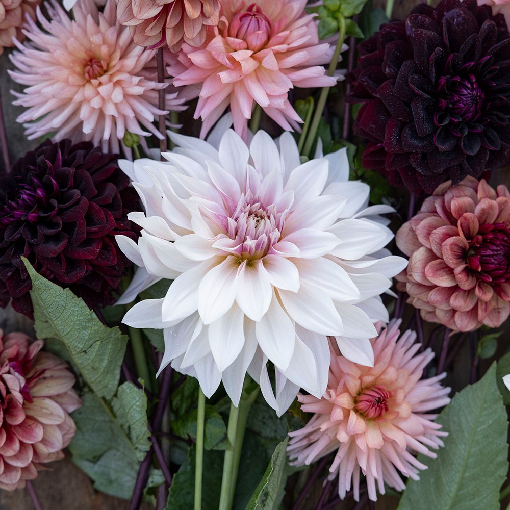 Coffee & cream dahlia collection
