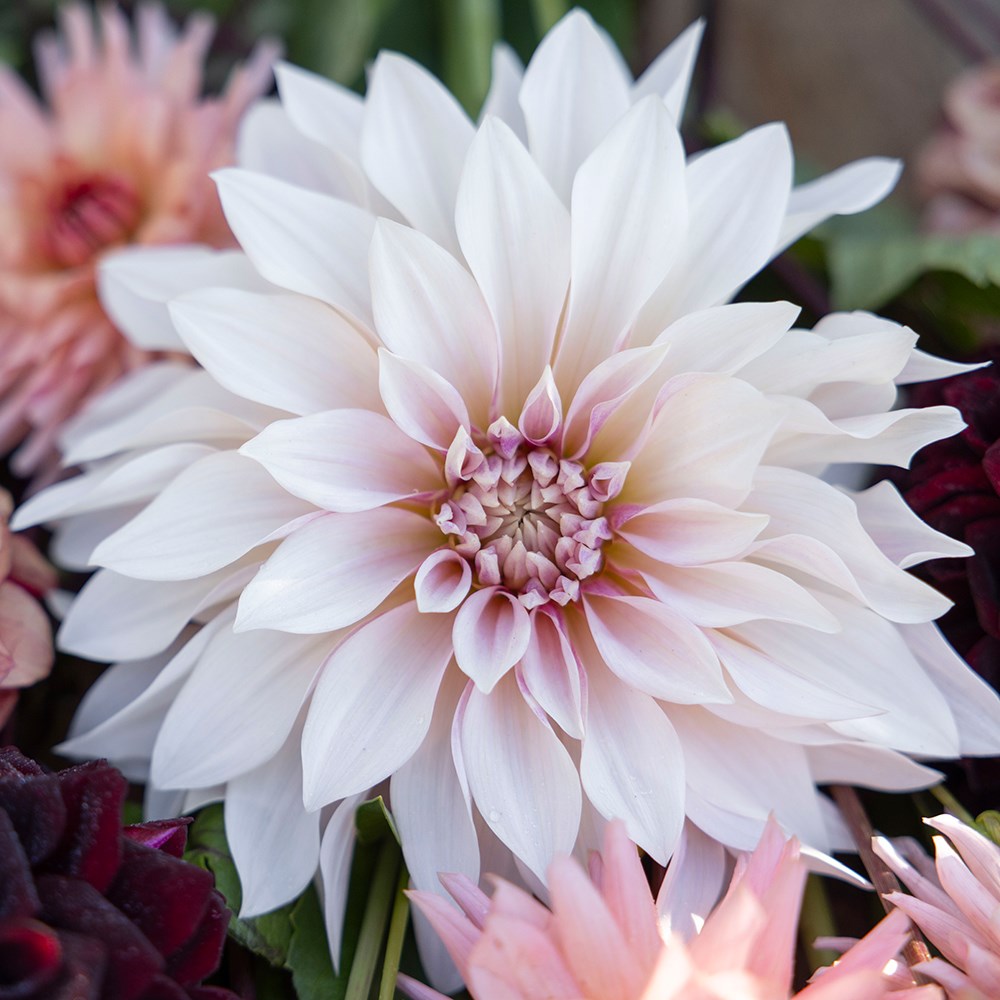 Coffee & cream dahlia collection