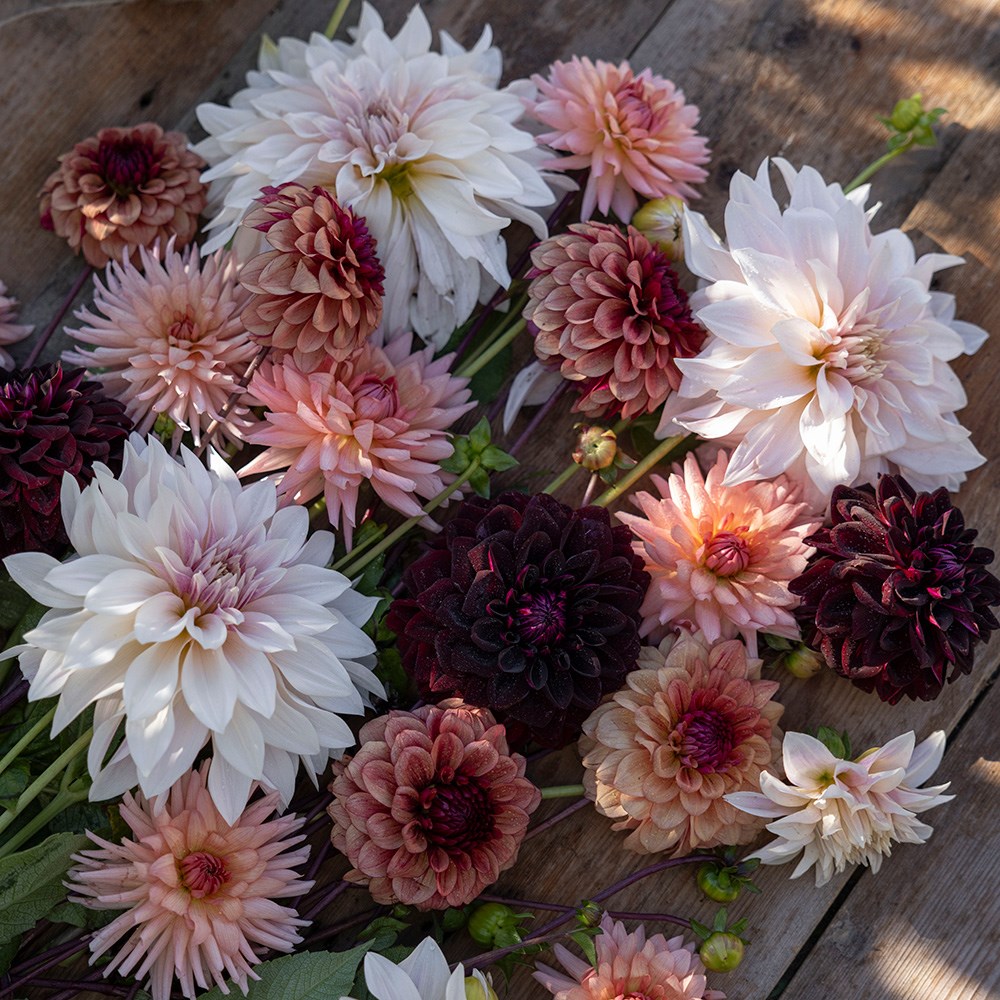 Coffee & cream dahlia collection