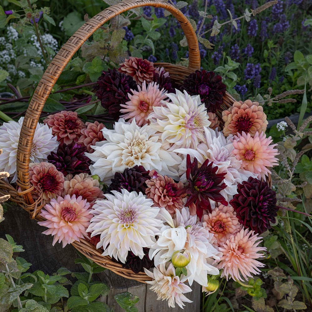 Coffee & cream 5 varieties dahlia collection