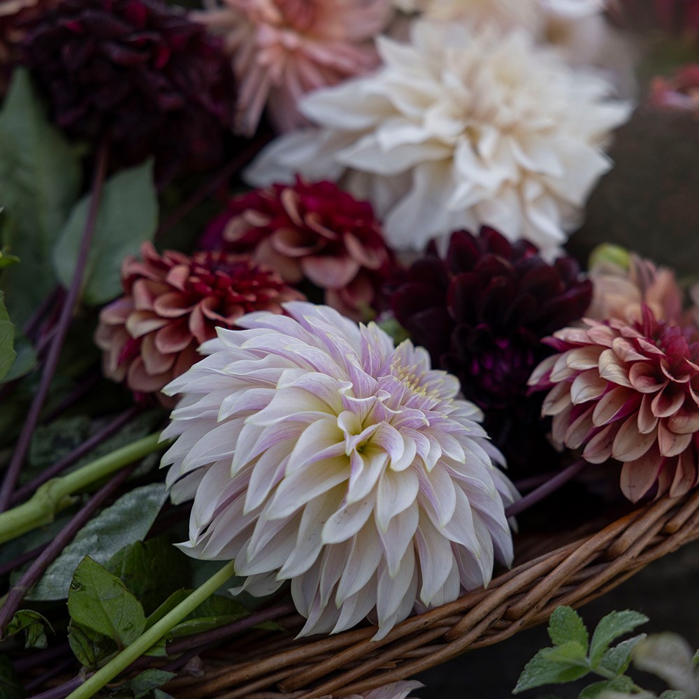 Coffee & cream 5 varieties dahlia collection