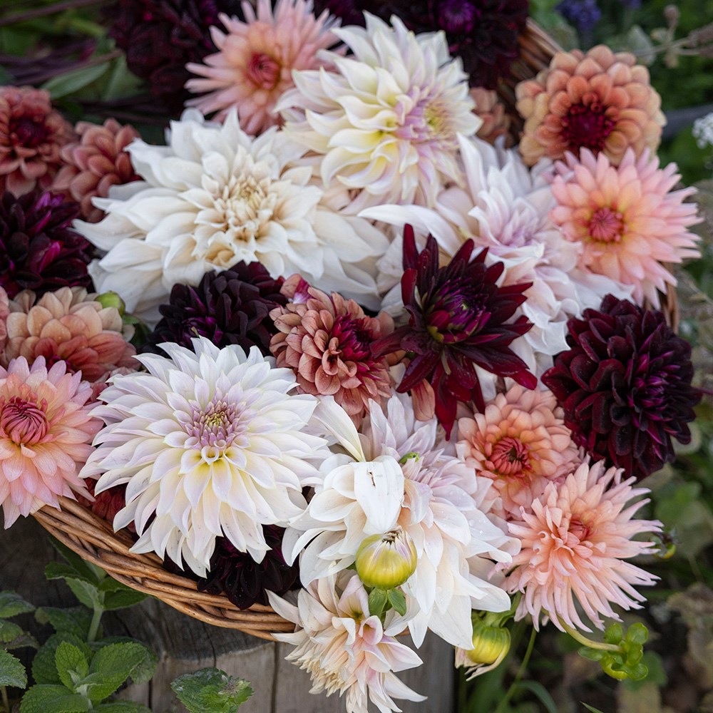 Coffee & cream 5 varieties dahlia collection
