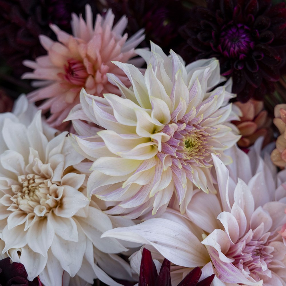 Coffee & cream 5 varieties dahlia collection