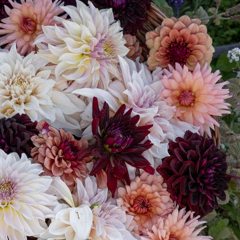 Coffee & cream 5 varieties dahlia collection