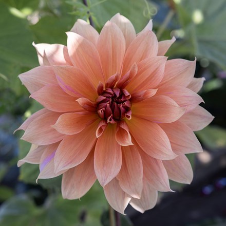 Dahlia Babylon Brons