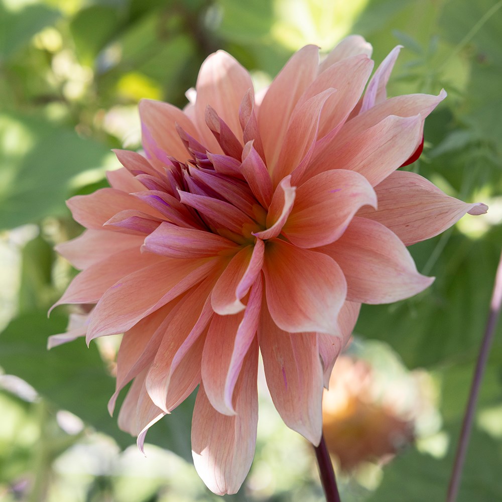 <i>Dahlia</i> 'Babylon Brons'