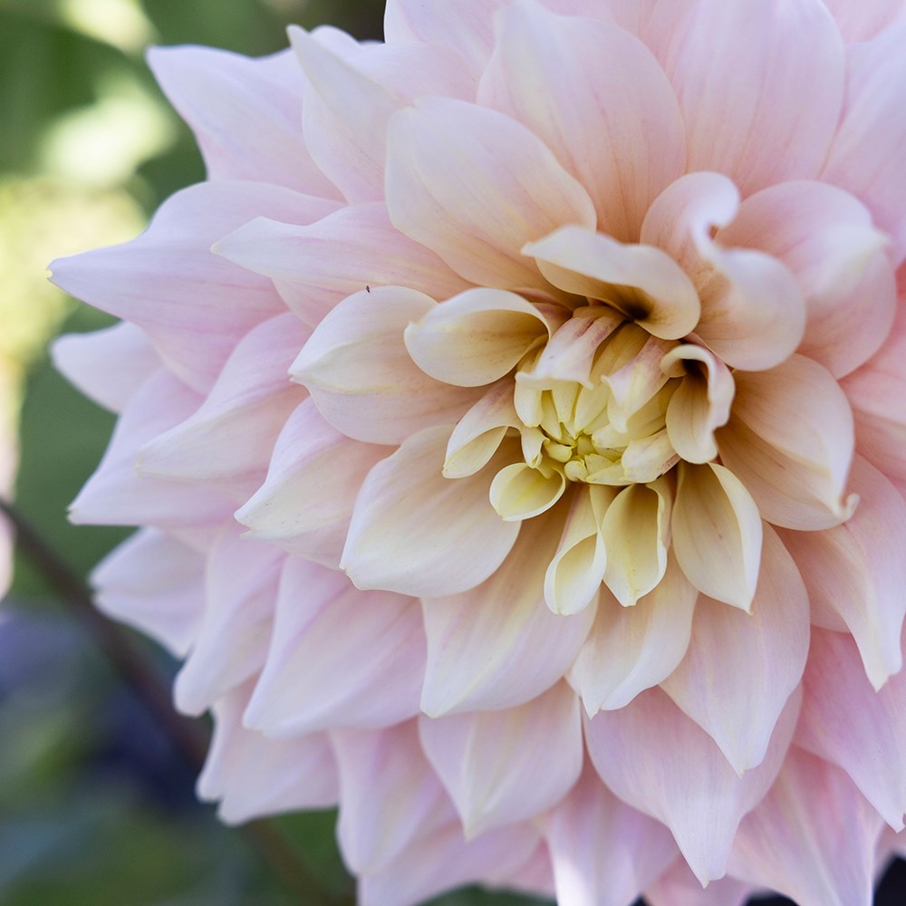 <i>Dahlia</i> 'Break Out'
